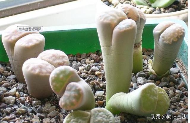 天价兰花怎么养护好呢视频,天价盆栽养殖方法