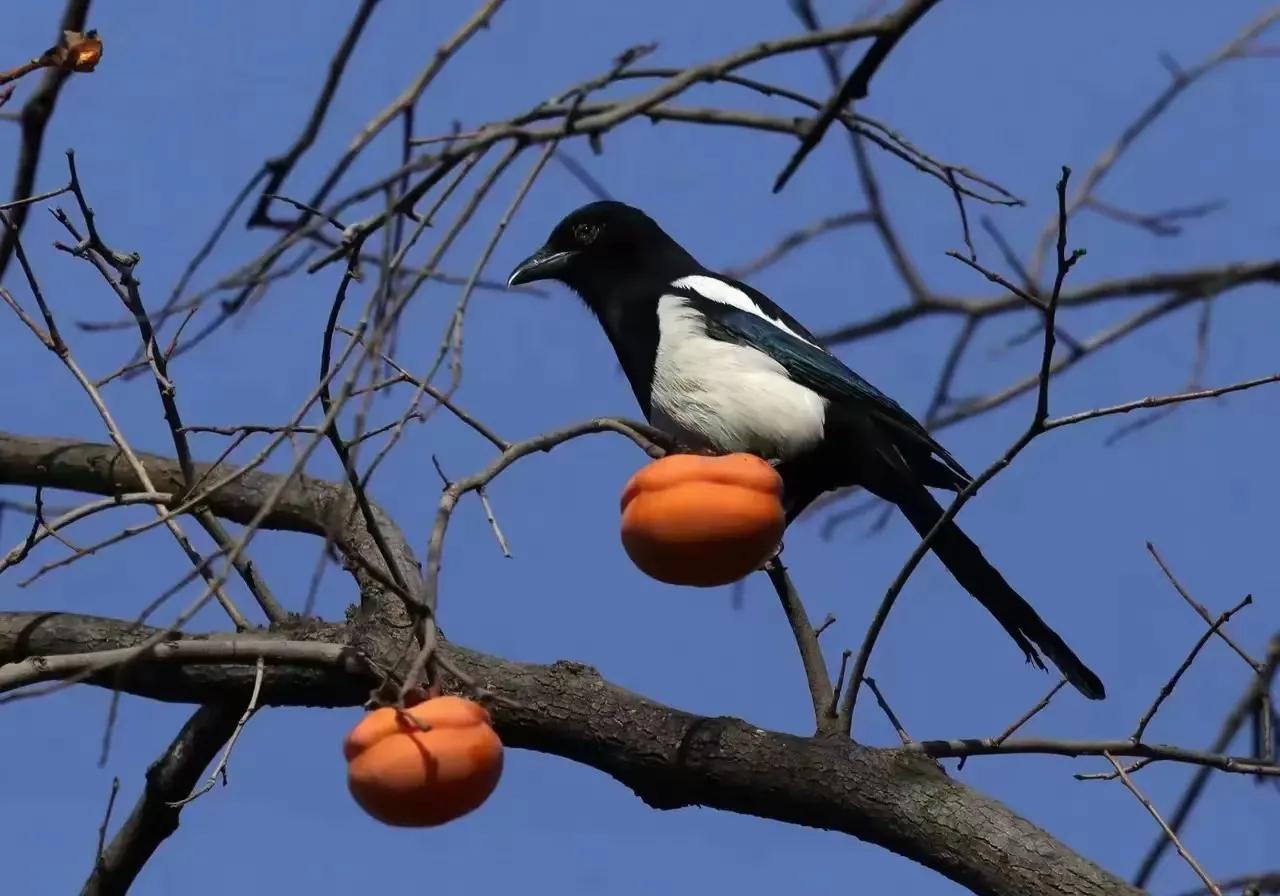 甜柿子和涩柿子野柿子树区别,冻柿子是熟柿子还是生柿子