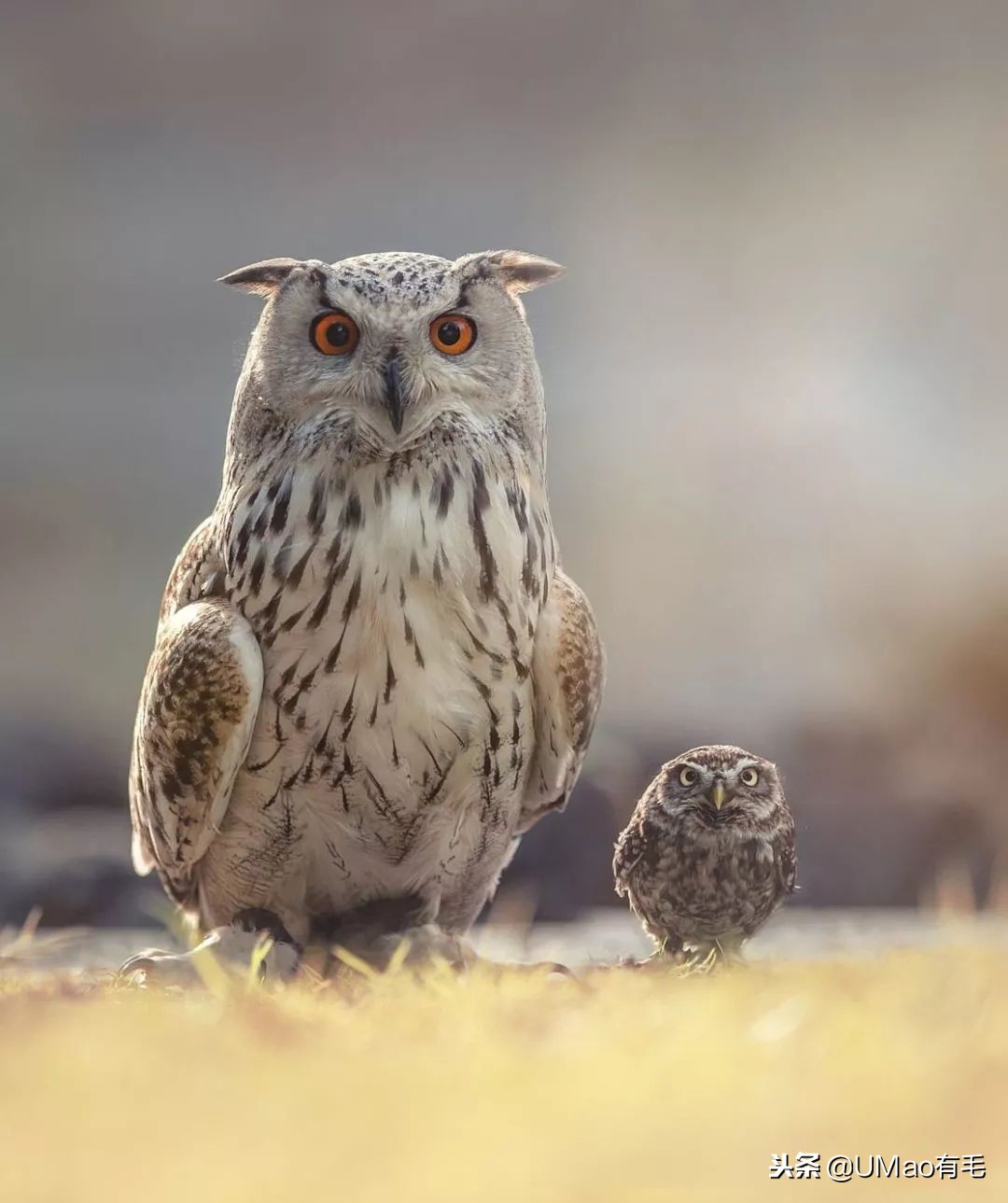 宫崎骏老爷爷笔下经典形象龙猫的原型居然是个鸟,WTF+问号脸