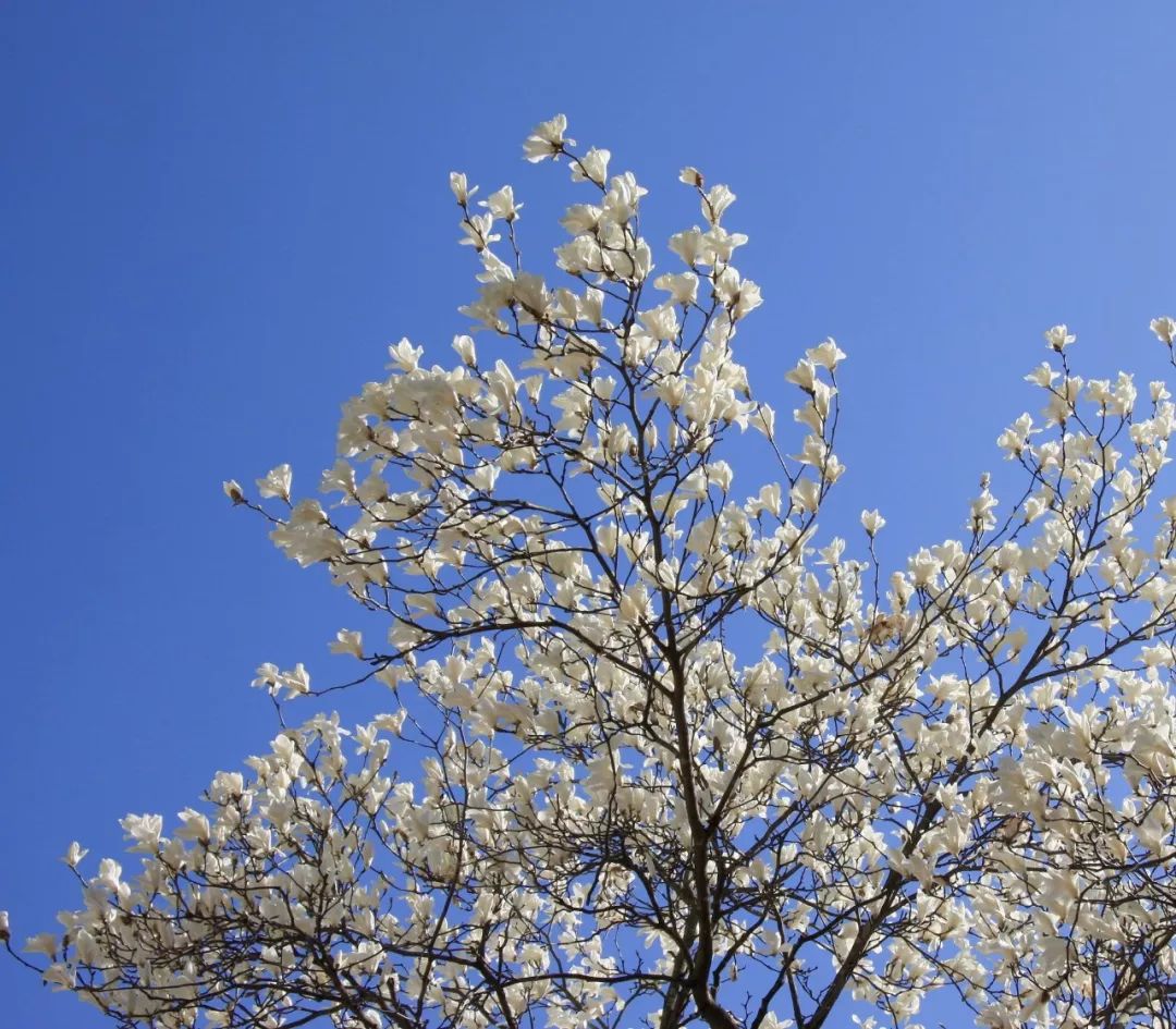 庭院栽树的讲究和忌讳,庭院种哪些树对庭院风水有利