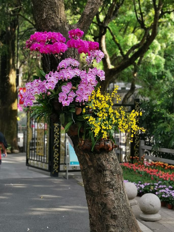 四面青山皆入画羊城无日不飞花白云山游记