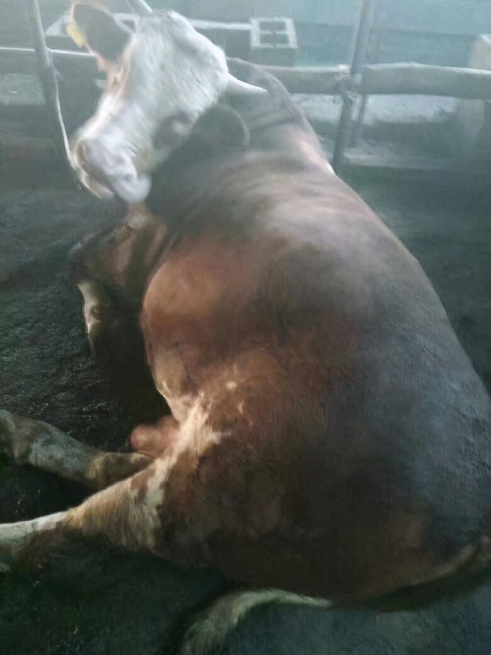 为什么牛背上会开洞,为什么会给牛身上打洞