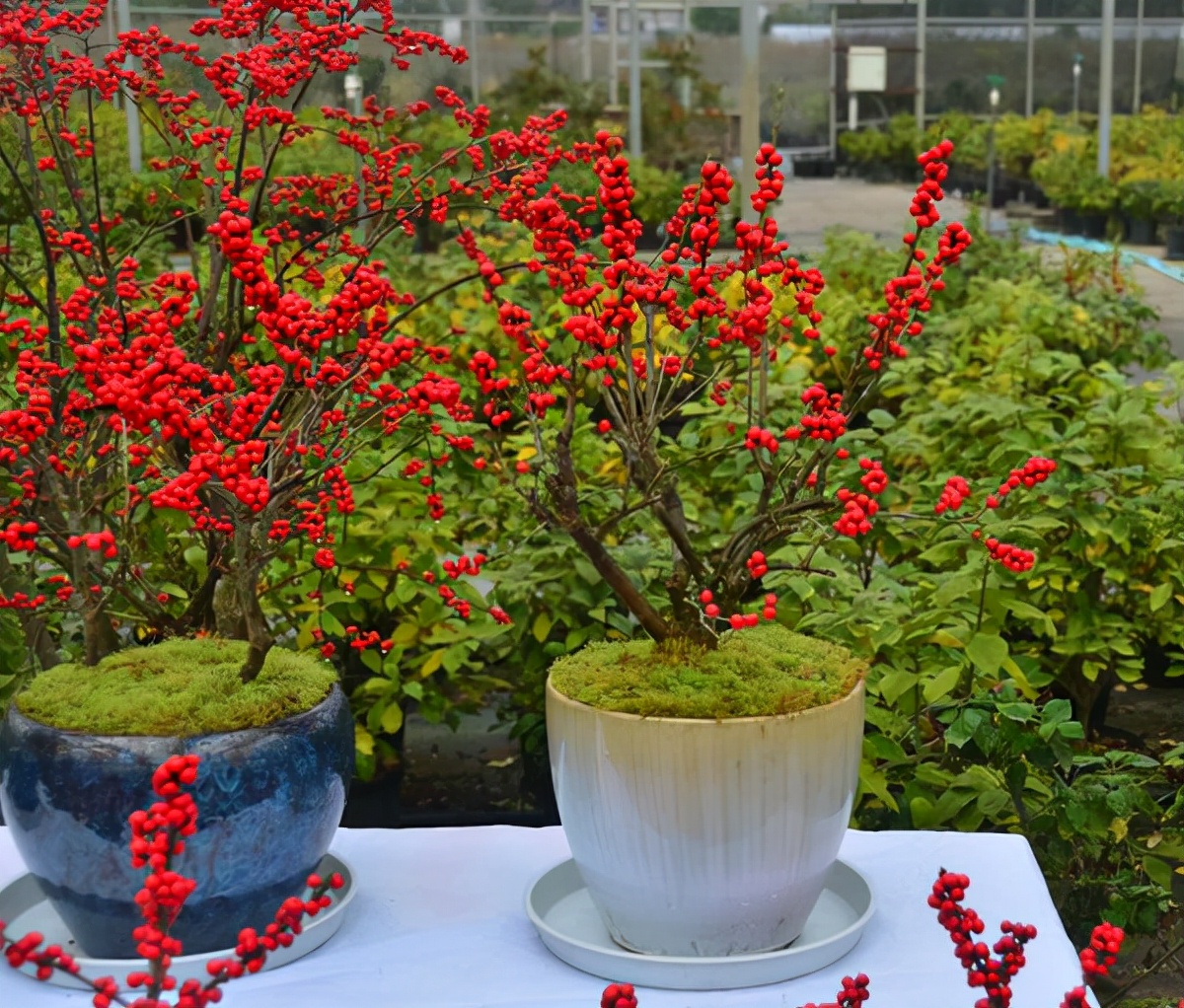 北美冬青的养护方法,北美冬青为什么来年不结果