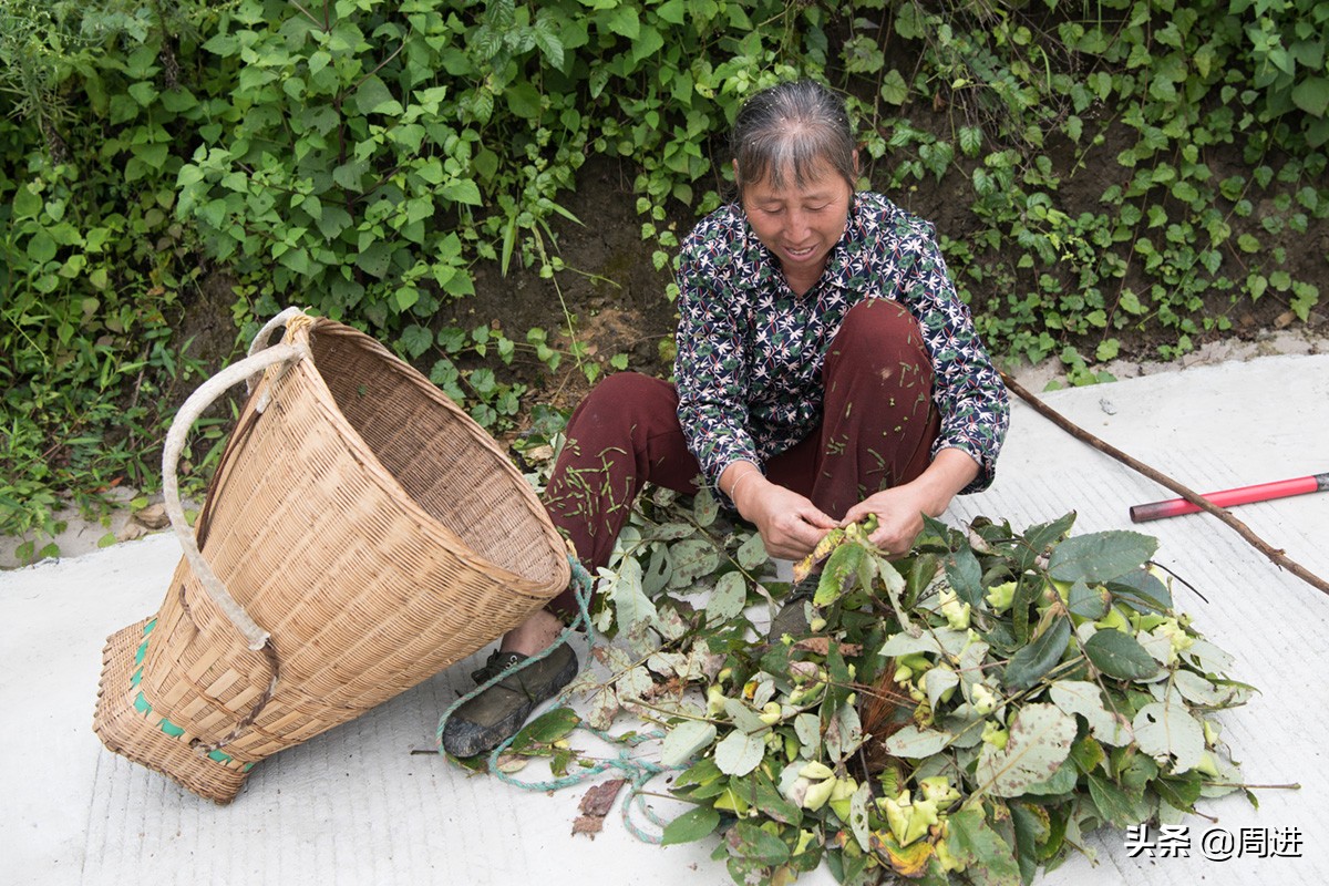 这种果子的果肉酷似一条虫子,野外发现一种奇怪的野果