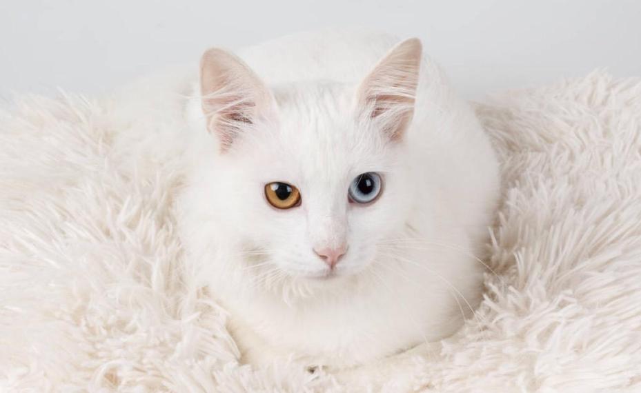 领养小猫咪时送什么礼物,领养刚出世的猫咪怎么喂养