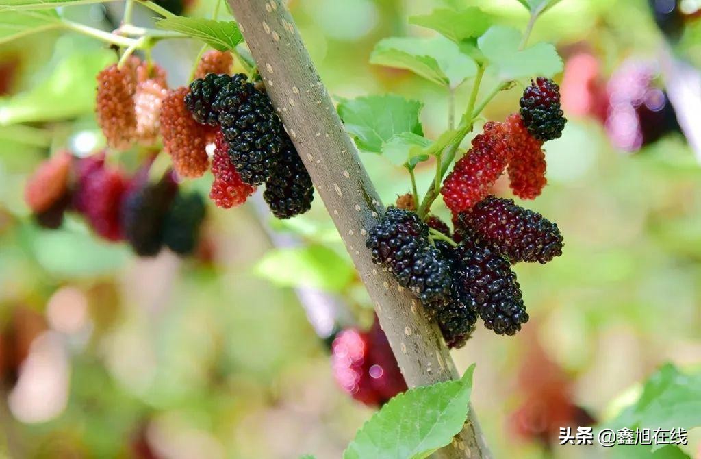 孟津五一有什么可以采摘的果蔬,洛阳孟津五一采摘园推荐