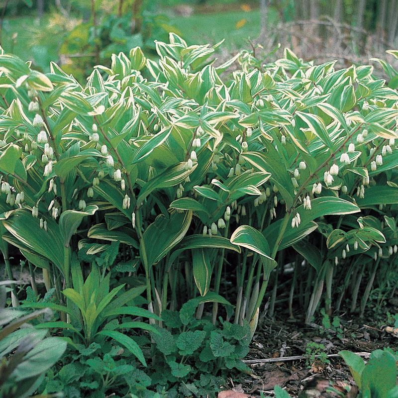 生日鲜花用哪几种花,代表友谊长存和生日快乐花语的花