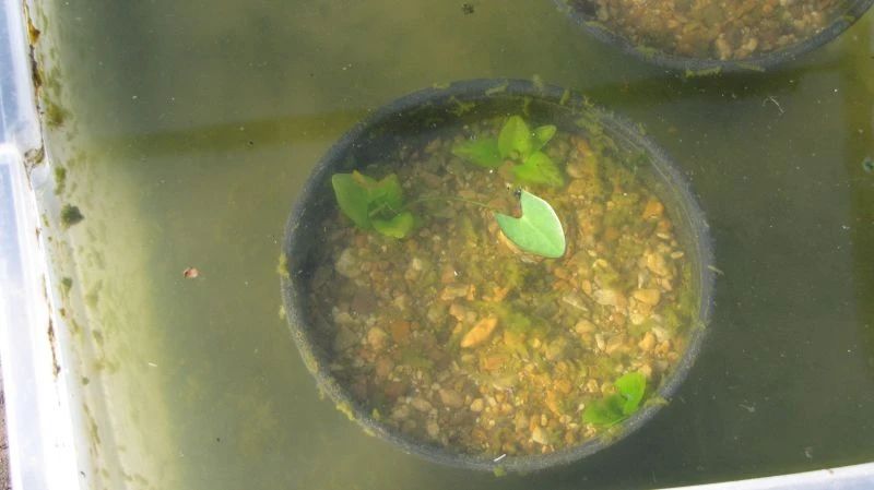 睡莲养在水缸里长虫了怎么办,睡莲长虫但是水里有鱼怎么办