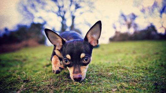 巴贝斯虫病狗狗治愈费用,犬吉氏巴贝斯虫图片