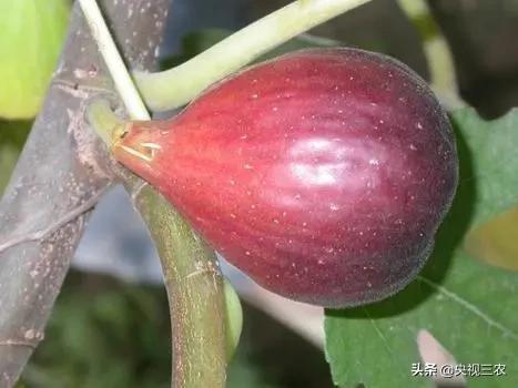 无花果相关知识,无花果的秘密图文结合