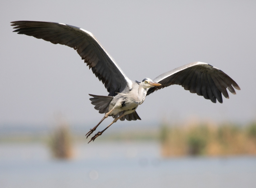 衡水湖有多美丽,七月衡水湖