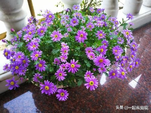 小菊花种子盆栽,怎么种菊花种子不用土