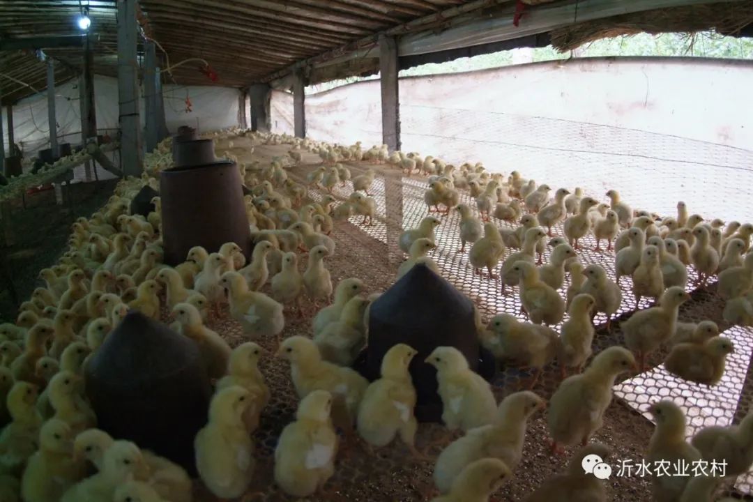 种养产业推动乡村振兴工作,我县壮大特色农业引领乡村振兴