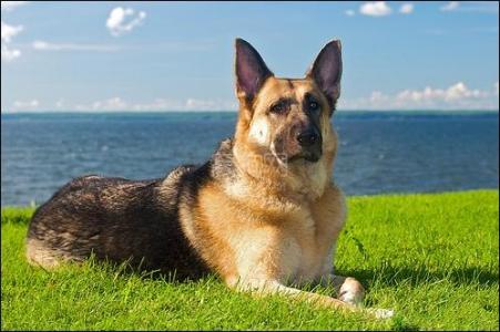 德国牧羊犬病,古代牧羊犬禁食哪些