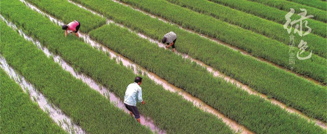 腾飞丰县，八大主导产业升级发展