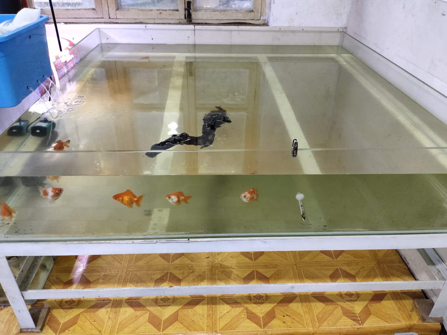 自制金鱼缸过滤设计,金鱼缸过滤设计