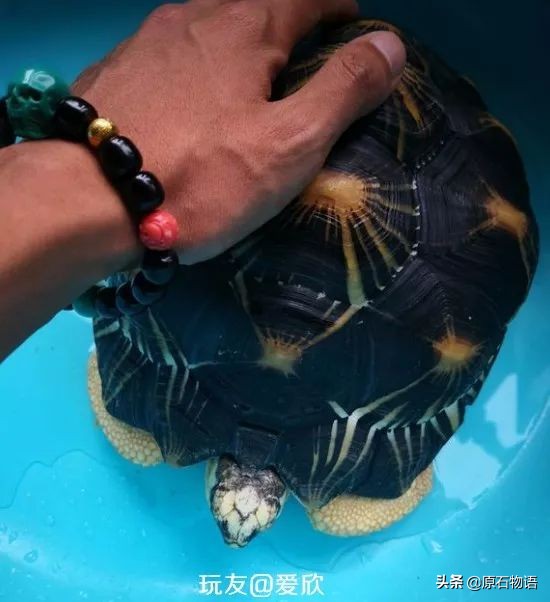 盘龟壳会玉化包浆后效果视频,龟壳盘多久玉化包浆起荧光