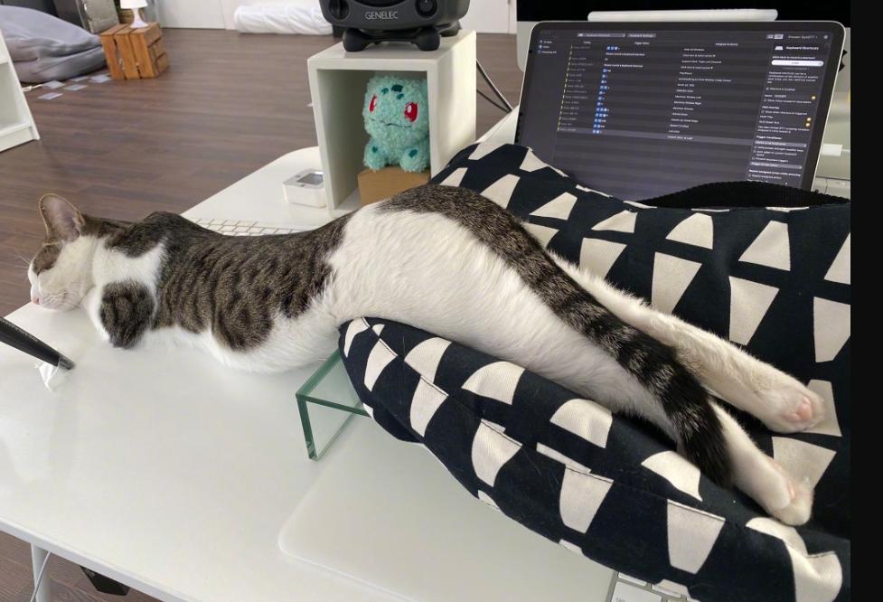 奇怪的知识增加了！猫咪简直就是液体做的