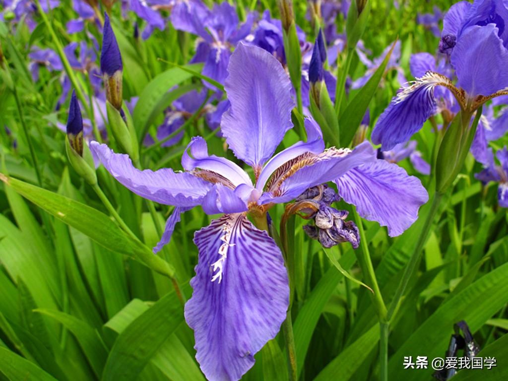 历代咏兰古诗词,咏兰古诗词中的主旨