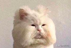 炒cp的宣传方式 (炒cp的十大缺点)