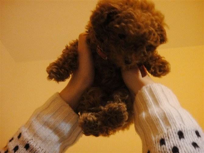 狗狗一生最想做的8件事,这25件小事狗狗最希望主人知道