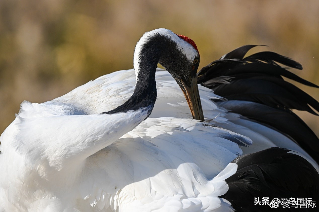 尼康z9有希望更新人像模式吗,尼康z9为什么适合打鸟