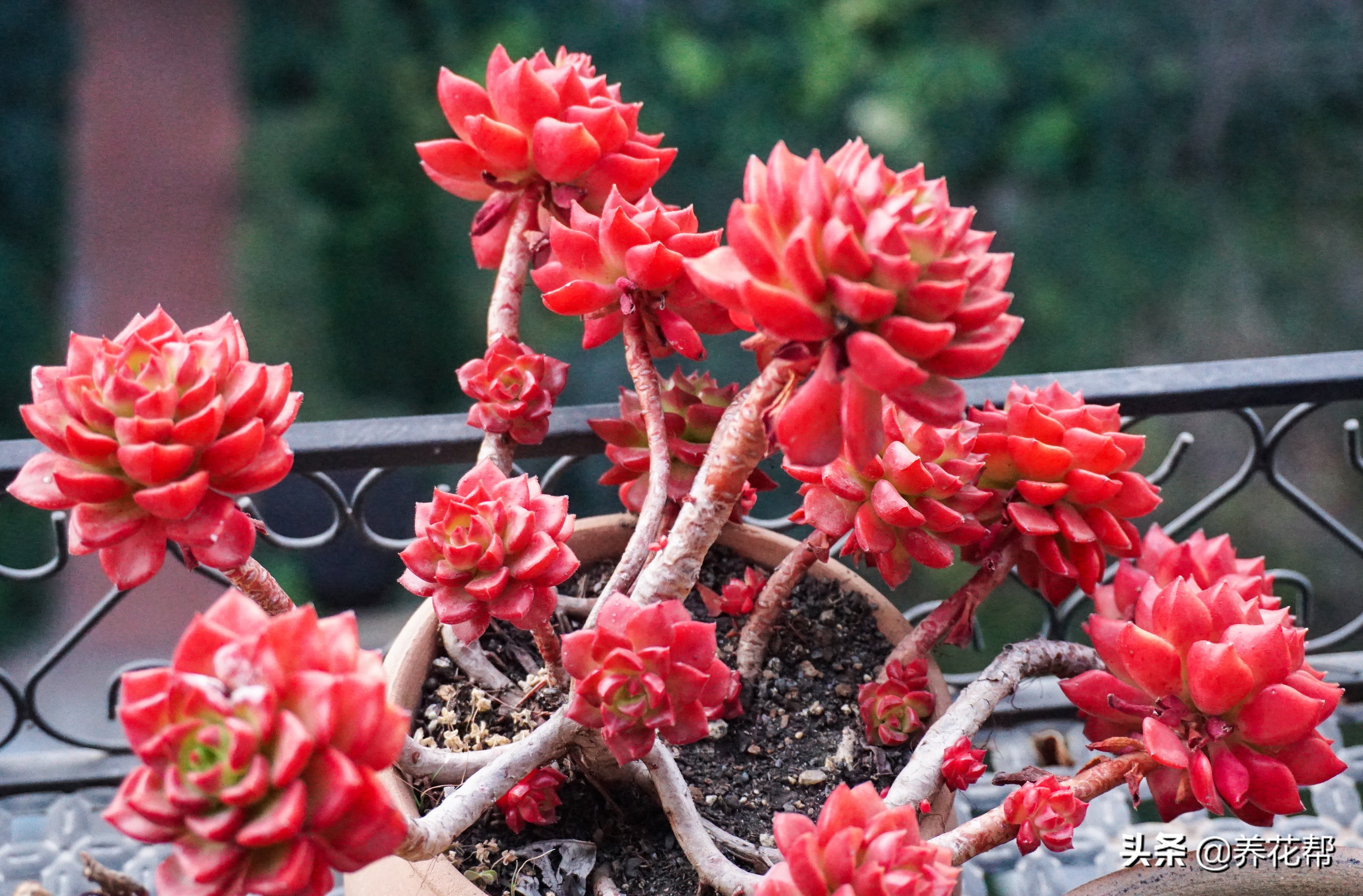 想要养一盆好花真的是太难了,想要养多肉植物的方法