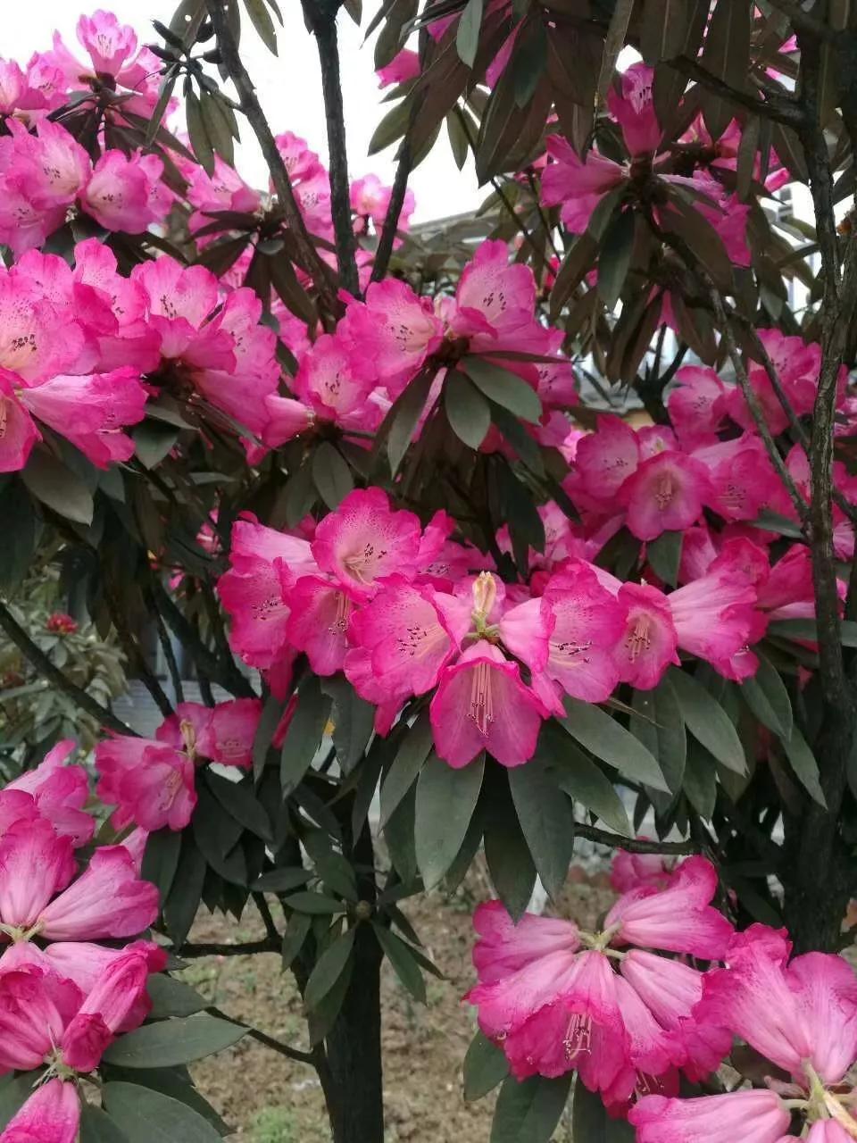 6种“昂贵花”,花钱不值得,纵使“美如仙”,十有八九养不活