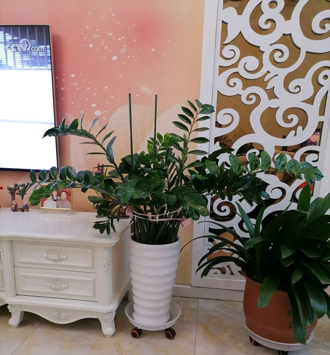 阳台南适合种什么花旺财,适合懒人养的旺财室内花