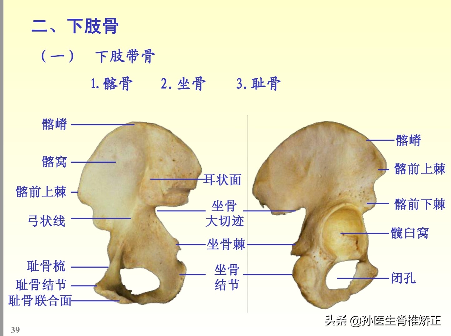 解剖学基础ppt完整版,人体系统解剖学ppt完整版