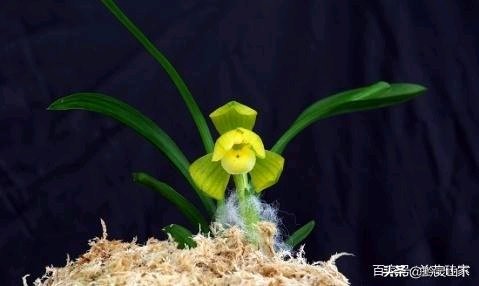 贵州兰花品种11(估价2000万的兰花)