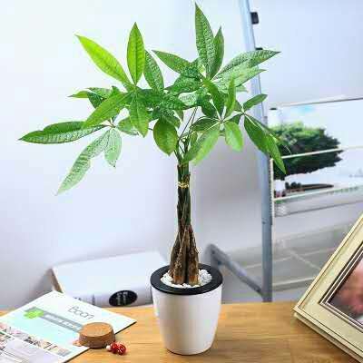 发财树枝干烂了怎么办,发财树枝枯了怎么挽救