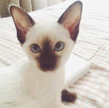 养猫必看猫咪全攻略,养猫攻略猫的品种