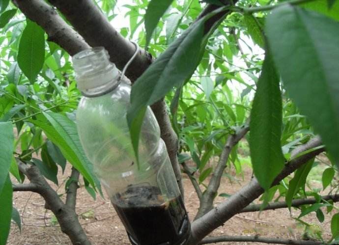 果树保花保果及病虫害防治用药,防治果树病虫害什么时候打药最好