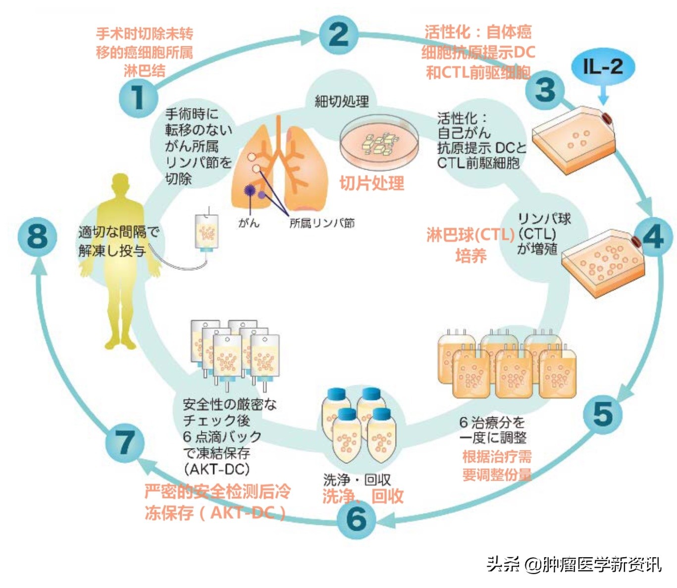 日本发明抗癌药免疫疗法,日本最新免疫治疗癌细胞