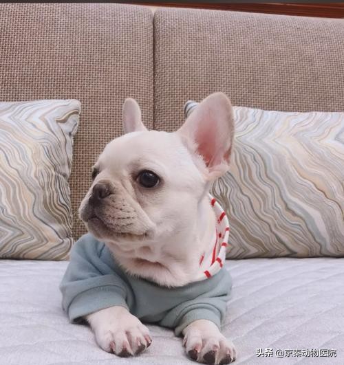 法斗喉咙发炎怎么办,法斗上火可以吃鸡蛋吗