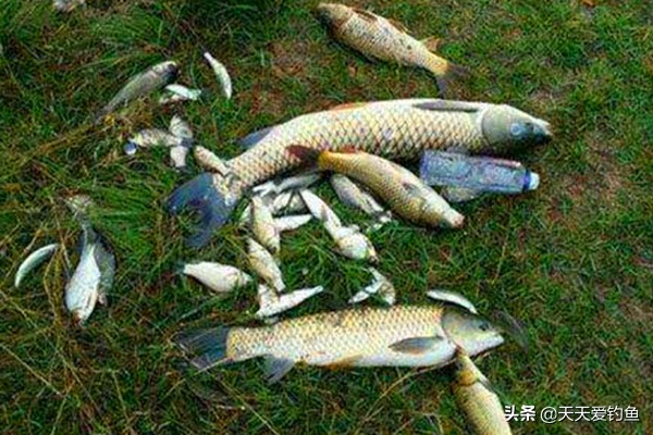 解析刮风对钓鱼的影响，什么风向鱼好钓，一看就知道