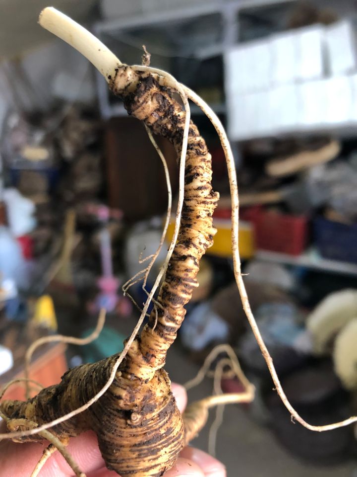 各类人参,从功效与性能上如何排名?