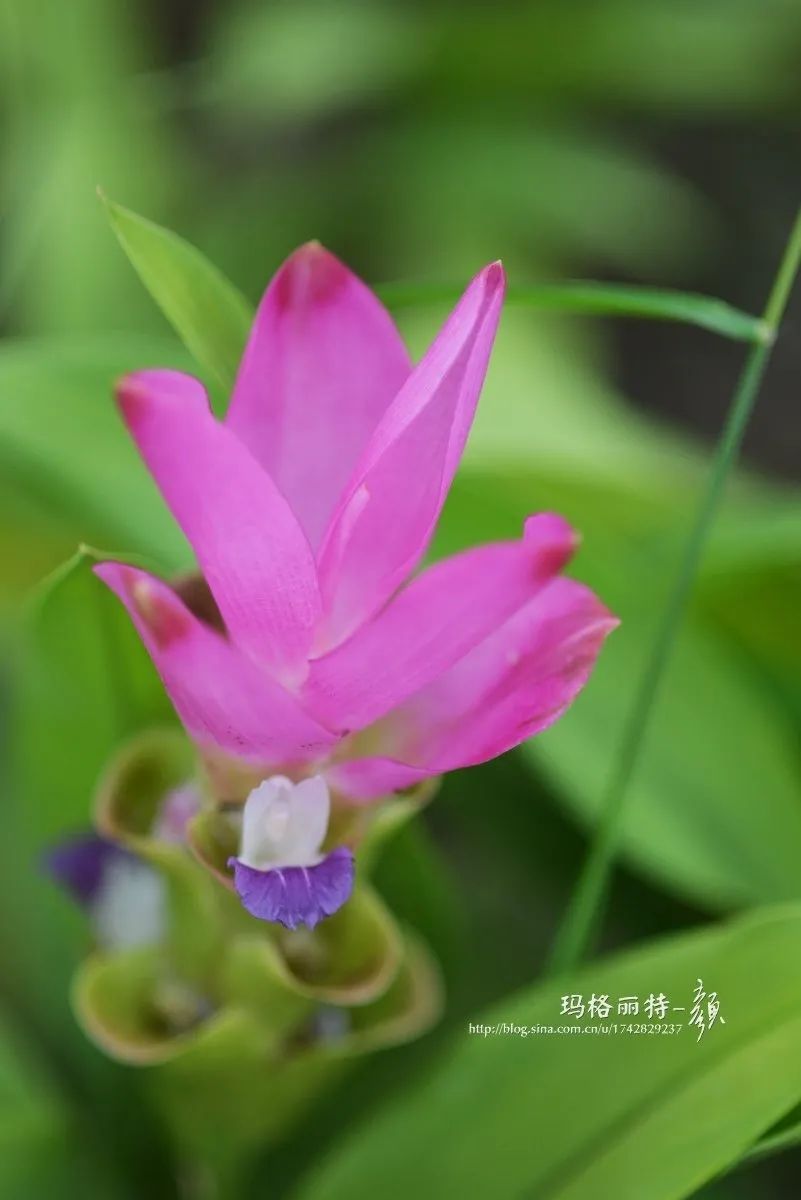 家里要有氛围感什么花比较好,家里高级的花
