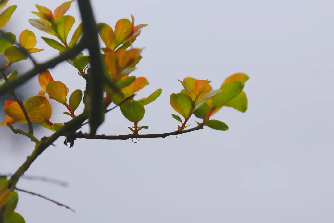 福建人游福建|厦航国旅首发团，邀您一起共赏好*光春**