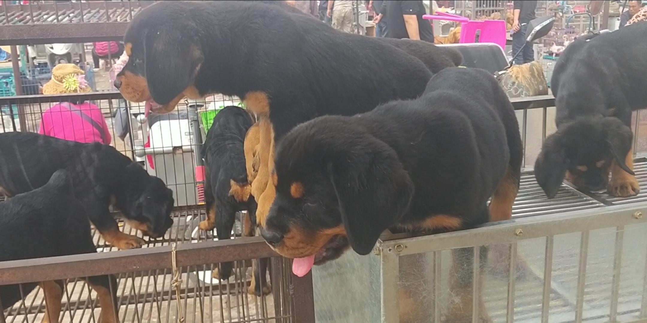 商丘宠物交易市场宠物兔,逛东北宠物交易市场