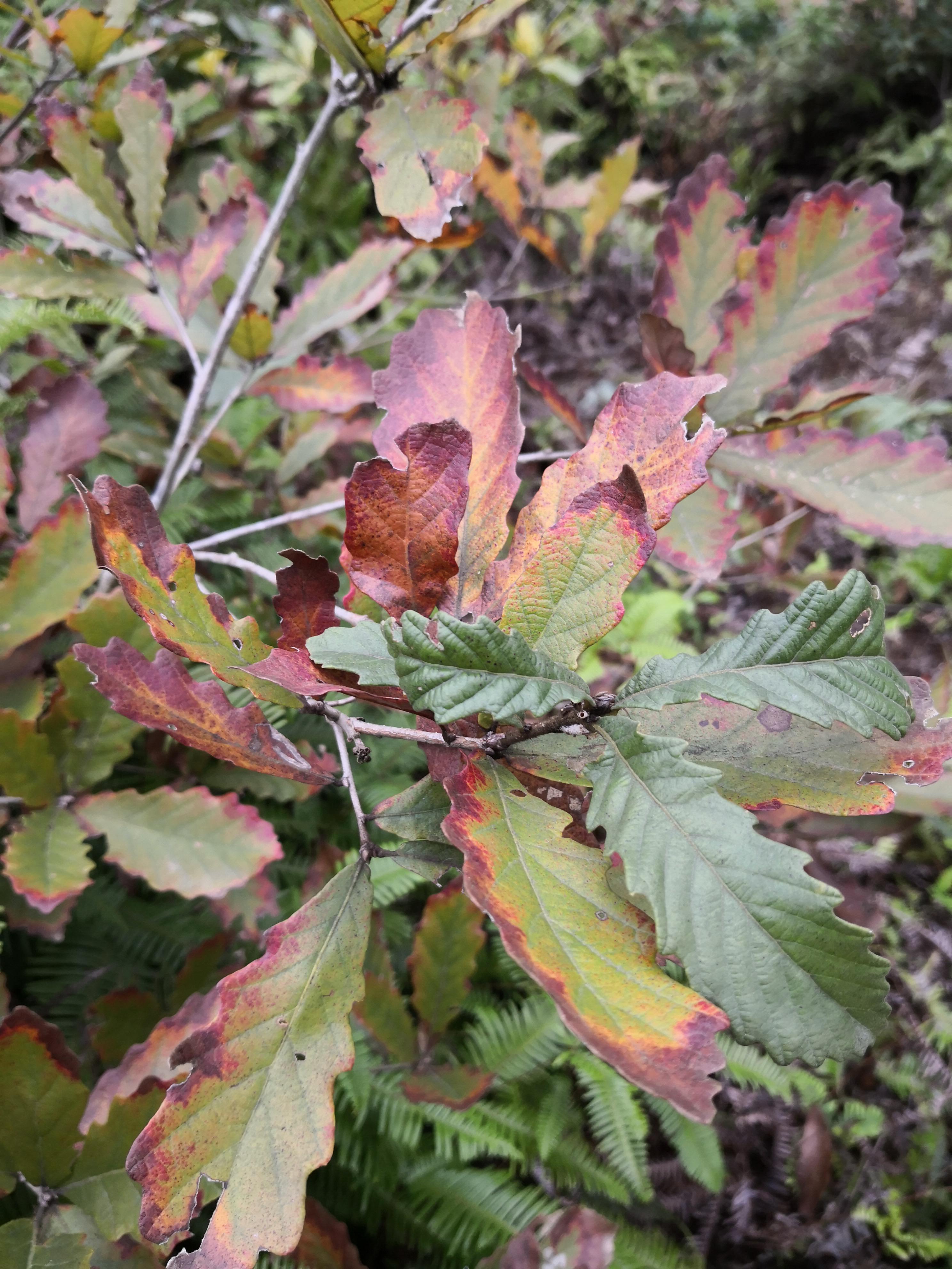 胡说东北话咋说,胡说新疆话怎么说