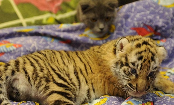 女大学生看到老鼠害怕,盘点女大学生见到老鼠的行为