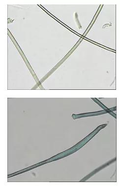 光滑柔软的聚酯纤维,聚酯纤维100%质地柔软