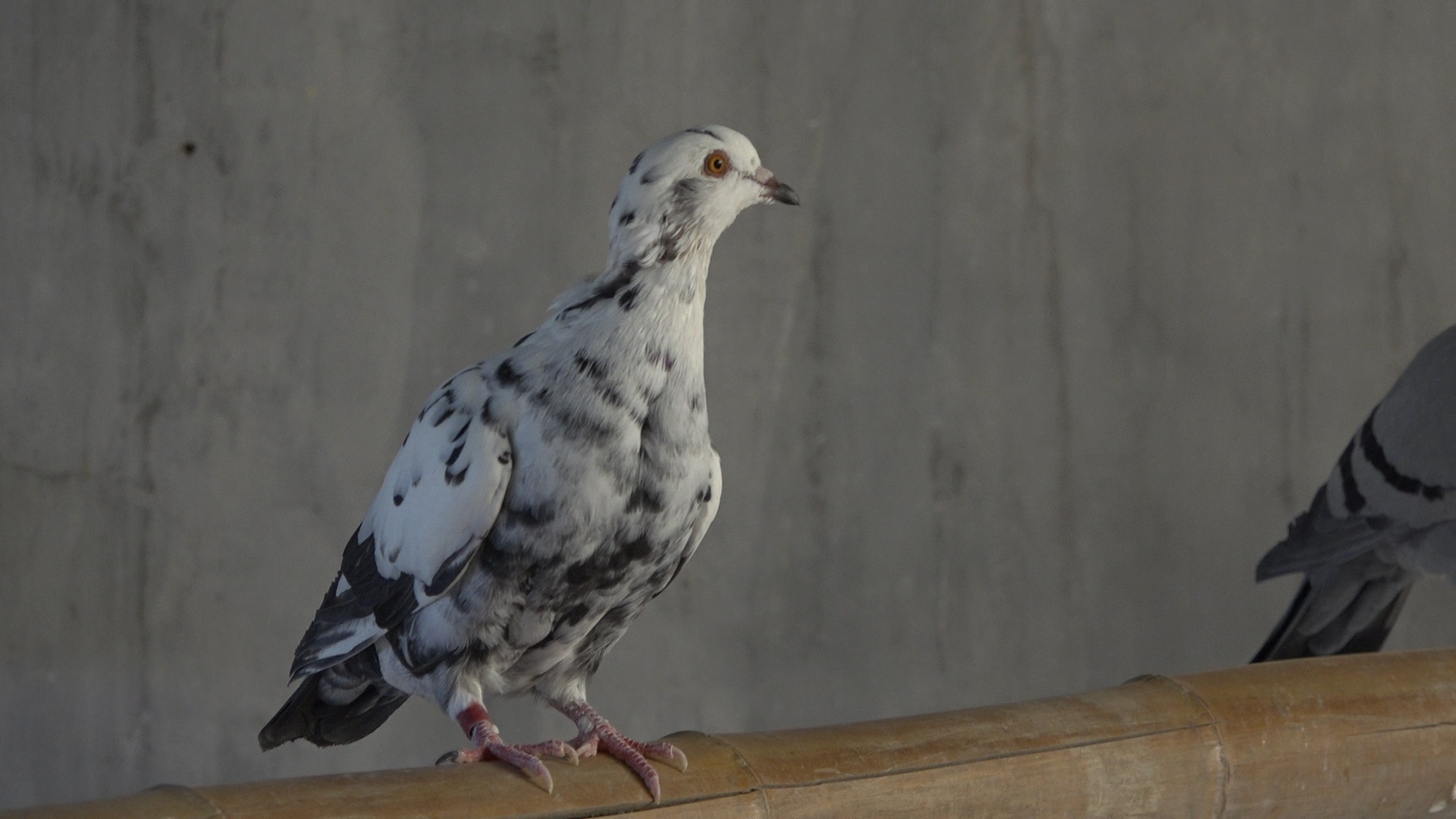 乳鸽育肥最快的方法,乳鸽快速增肥