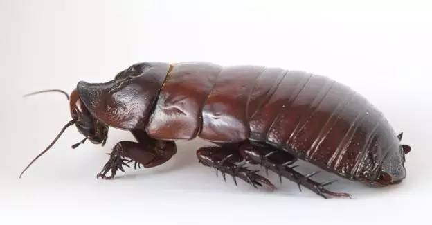 科普蟑螂是个生命力爆表的生命体,蟑螂的内部构成到底有多神奇