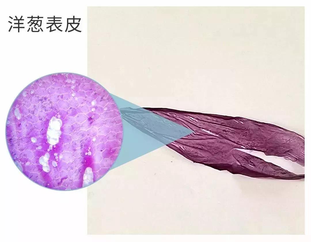 可随身携带的儿童显微镜,kenko儿童显微镜