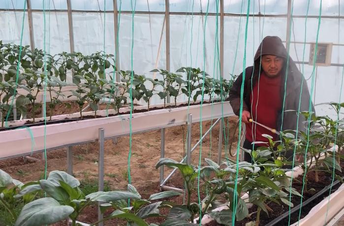 蔬菜叶片发黄，别再盲目使用磷酸二氢钾了，3种情况要分清