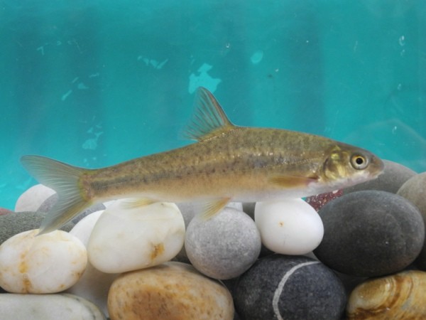 最贵人工养殖的十大淡水鱼排名,中国最贵的淡水鱼多少钱一斤