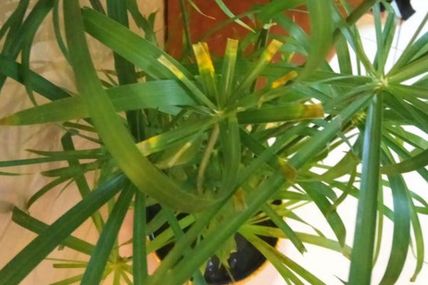 水竹叶子尖黄咋回事,水竹叶子又小还发白怎么办